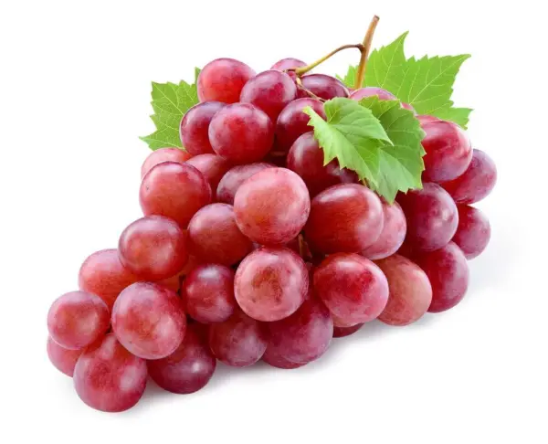 20+ Red Concord Grape Seeds-Grow Grape Vines For Wine Making, Fruit Dessert - Us - £14.53 GBP