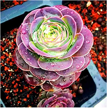 100 Seeds Greenovia The Mountain Rose Red Rose Greenovia Flower Bonsai Succulent - £17.26 GBP