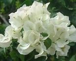 Bougainvillea rooted KEYWEST WHITE Starter Plant - £21.79 GBP