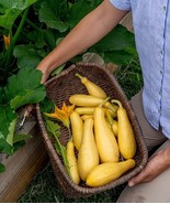 BRN 10 Saffron Summer Squash Seeds For Planting 10 Seeds Grandprize Squa... - €16,16 EUR