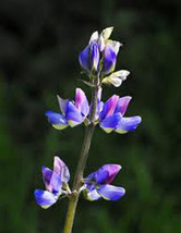 HGBO Arroyo Lupine 25 Seeds  Beautiful Purple Flowers From US - £6.73 GBP