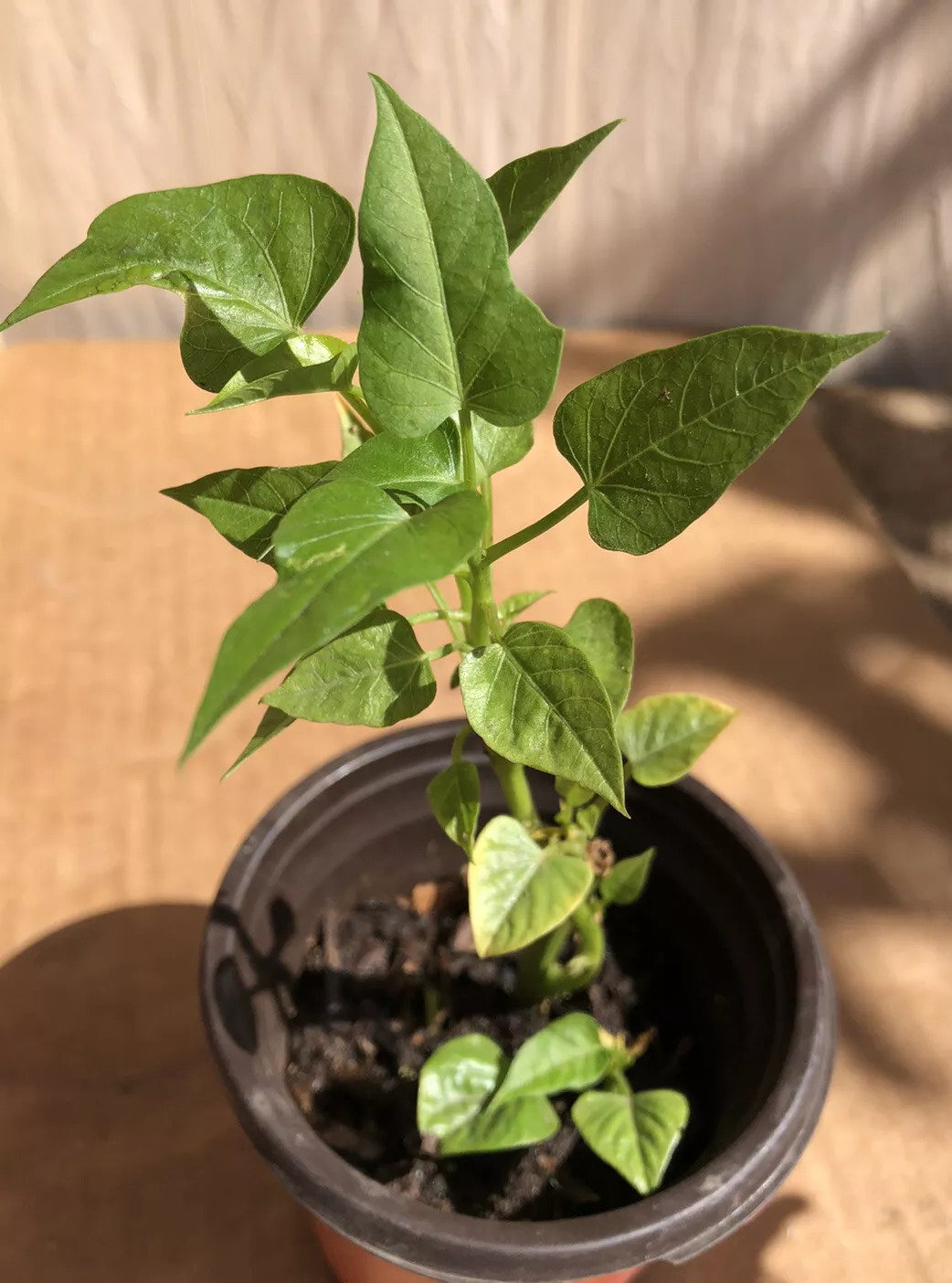 1 White Sweet Potato Plant With Pot Live Plant Ready To Grow - $29.43