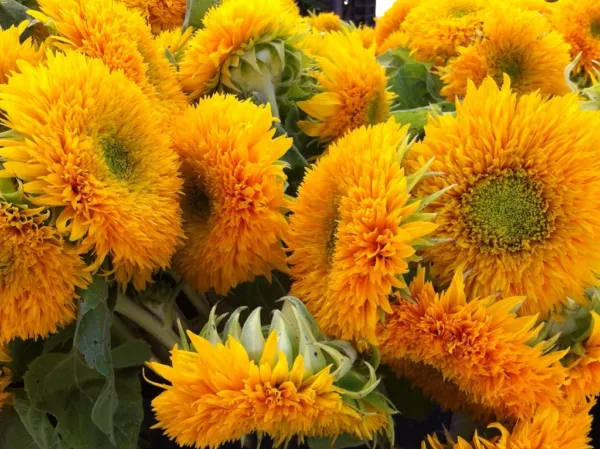 Teddy Bear Sunflower Seeds Fluffy Double Flowers 25 Count Pkt. Fresh Garden - £6.40 GBP