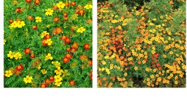600 Seeds! Signet Marigold STARFIRE MIX 12&quot; Beneficial | Cutting Garden!  - £21.17 GBP