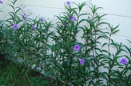 Mexican petunias Seed- Ruellia brittoniana Blue Star 150 Seeds! - £7.79 GBP