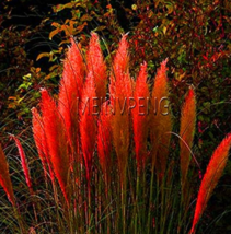 Pampas Grass Bonsai Colorfull Home Garden Plants are Very Beautiful Flowers Plan - £4.78 GBP