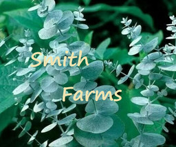 25 Seeds Silver Drop Eucalyptus Flowers Great Scent Garden Fresh Seeds - $10.50