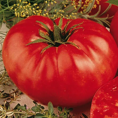 Beefsteak Tomato  50 Seeds | Heirloom / Slicing | Non-GMO - £7.03 GBP