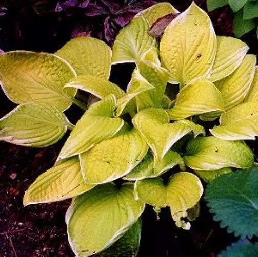 Hosta St Elmo&#39;S Fire Medium Saint Disease-Free 2.5 Inch Pot  - £20.56 GBP