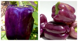 30 Seeds Sweet Lilac Bell Pepper Fresh Garden - £12.64 GBP