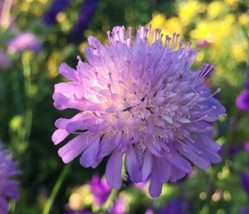 100 SEEDS PINCUSHION FLOWER SCABIOSA PURPLE BLUE PERENNIAL ORGANIC GIFT ... - £6.40 GBP