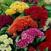 SD 500 Seeds Celosia Cristata Mixed Cockscomb Dried Flowers Garden Seeds - $9.70