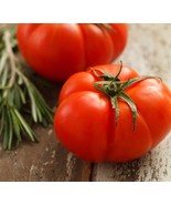 VT Tomato Beefsteak Heirloom Indeterminate Up To 2 Lb FruitsNon GMO 100 Seeds US - $11.57