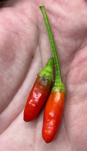 HOT 25 Seeds Easy To Grow Diavolicchio Calabrian Peppers Little Devil Italian Pi - £7.88 GBP