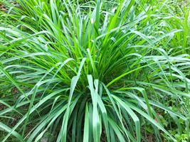 Lemongrass Seeds - Organic &amp; Non Gmo Lemongrass Seeds - Heirloom Herb Seeds – Na - £2.85 GBP