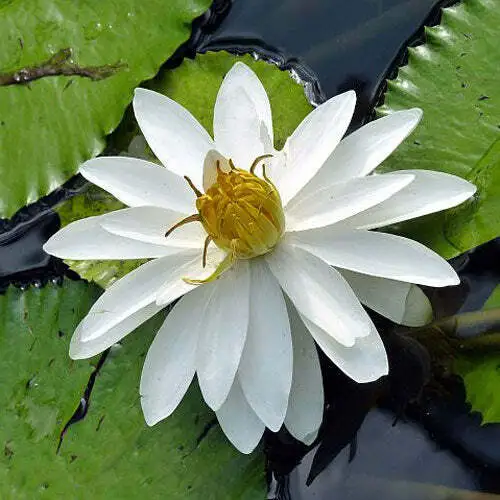 Nymphaea Pubescens Willd White Flower Hairy Water Lily 25 Seeds Garden - £20.48 GBP