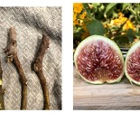 3 Fig Tree cuttings &quot;White Adriatic&quot; Garden - $34.93