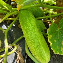 Organic 20 Thai Cucumber Seeds New Fresh Seeds USA - $13.30