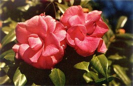 Purple Dawn (Mathotiana Rubra) Camellia Japonic - £0.79 GBP