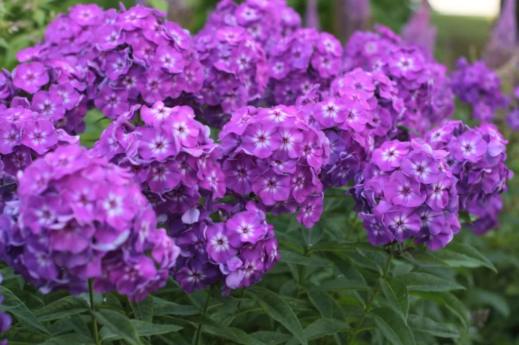 MBK 100 Seeds Velvet Flame Phlox For Garden Planting Packs Sale - £9.09 GBP