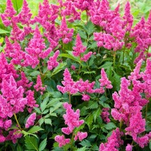 New Fresh Seeds Astilbe Seed Astilbe Chinensis Pumila Flower Seeds 2000 ... - £15.44 GBP