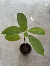 Live Hass Avocado Tree Full Rooted Plant 1yo 10&quot;+ Tall - £9.76 GBP