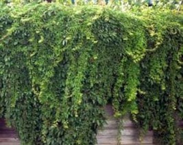 Privacy Fence Virginia Creeper Parthenocissus 20 Ft Climber 1St Year Vig... - $168.13 MXN