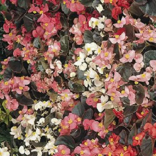 50 Pelleted Begonia Seeds Cocktail Mix Buy Flower Seeds - £10.36 GBP