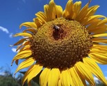 10 Seeds Mammoth Grey Stripe Sunflower Seeds Huge Giant Large Sunflowers... - £7.22 GBP
