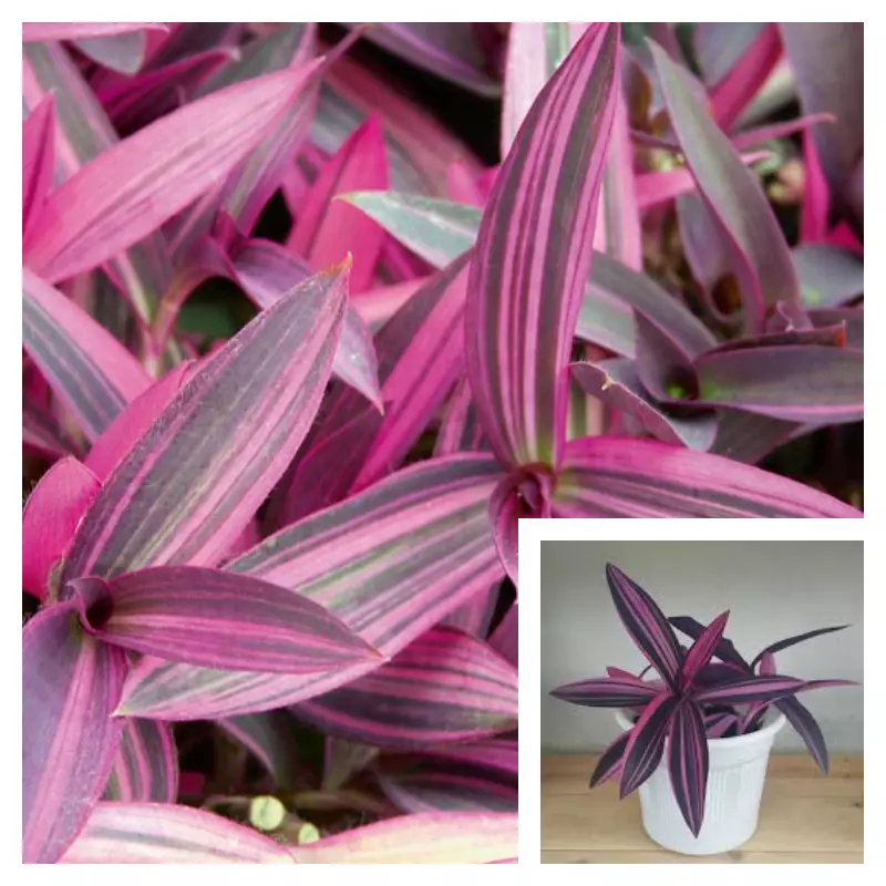 Purple Heart Variegated 4 Inches Pot Tradescantia Pallida Variegata Live... - £20.26 GBP