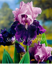 100 pcs Iris Flower Plants Flores para jardim Semenata of Flowers Perennial Plan - £7.06 GBP