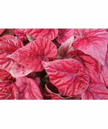 Colorful Thailand Caladium Flower Bonsai, Burnt Rose Elephant Ear Beauti... - $12.35