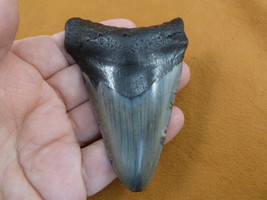 (S276-101) 3-5/8&quot; narrow Fossil MEGALODON Shark Tooth Teeth JEWELRY love... - $2,853.00 MXN
