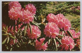 Purple Rhododendron In Full Bloom In Southern Appalachian Mountains 1955 Vintage - £11.40 GBP