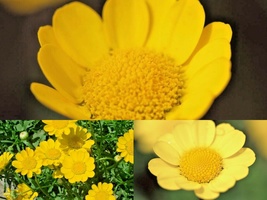 300+ Flower Seeds YELLOW DAISY Wildflower Drought Tolerant Flowers Chrys... - $16.75