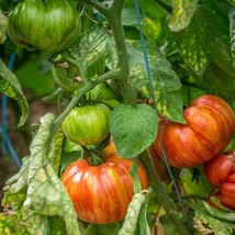 Exotic Hippie Zebra Tomato Seeds (5) - Striped Heirloom Tomatoes, Grow Your Own  - £2.77 GBP