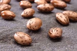 50 Pinto Bean Phaseolus Vulgaris Vegetable Seeds From US - $8.35