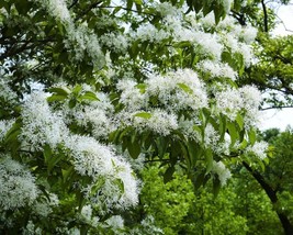 Chionanthus Retusus (Chinese Fringetree) 5 seeds - £0.99 GBP