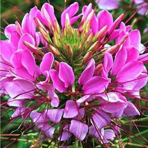 100 Mauve Queen Spider Seeds Clome Spinosa Perennial Fresh Gardening - $8.98