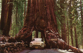 USA Non GMO Redwood Giant Sequoia Tree Red Wood 45 Seeds - $9.90