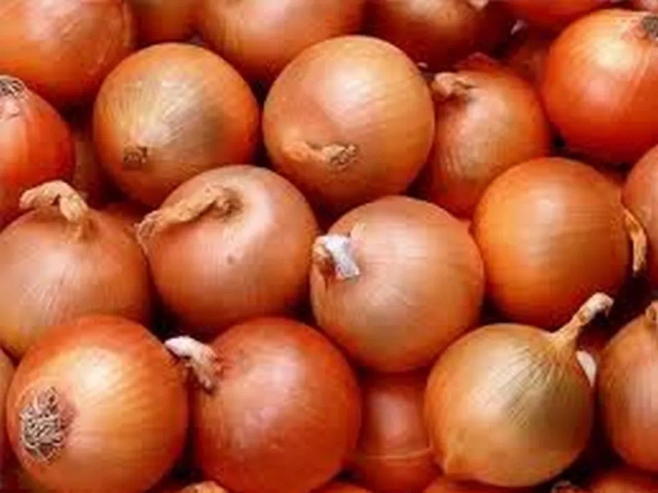 200 Fresh Seeds Onion Sweet Yellow - £9.27 GBP