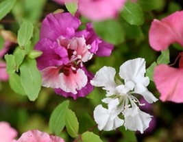 CLARKIA FLOWER SEEDS 100 FRESH SEEDS FREE SHIPPING PINK/LAVENDER/WHITE - $2.25