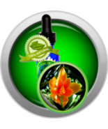 Champaca (Red, Michelia Champaca) Essential Oil - $8.00+