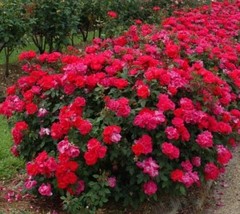 3 live plants Red Double Knock Out® Rose - Starter Plant ( SM ) - £46.50 GBP