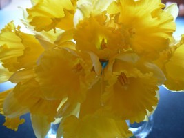 WILD DAFFODIL 100 bulbs LENT LILY, BUTTERCUP image 2