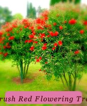 100+ Crimson Bottle Ready To Bloom Brush Red Flowering Tree Seeds Callis... - $77.46 MXN