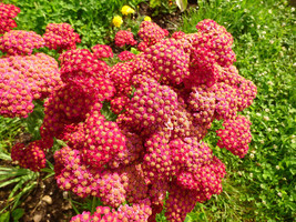 US Seller 600 Red Yarrow Achillea Millefolium Rubra Flower Seeds - $12.60