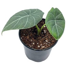 Alocasia Melo Maharani, White Velvet, Grey Dragon Plant, Alocasia Hybrid, 4 inch - £11.93 GBP