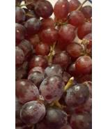 CANADICE SEEDLESS Sweet Grape Vine 1 Gallon Live Plant Table Jelly Juice... - $33.90