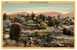 Barrel Cactus Found In The Most Arid Parts Of The Desert Cactus Postcard - £6.98 GBP